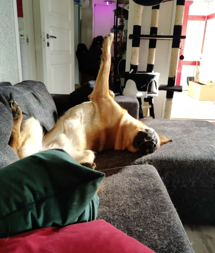 Not Fixed Doggo Doggo software crashed. Does anyone know how to reset it? Note ...