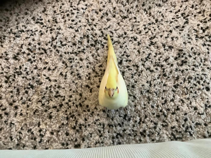 What Is A Piece Of Garlic Called