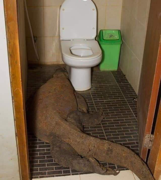 When you're bursting, and discover a komodo dragon occupying your