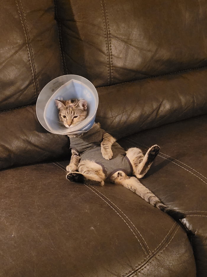 pickles-got-spayed-yesterday-it-s-been-a-journey-already-any-advice