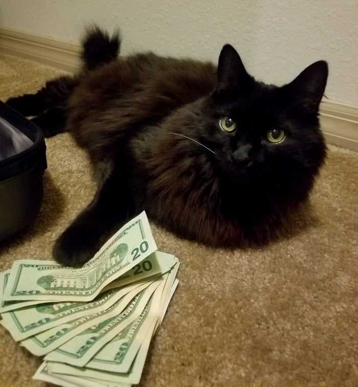 I thought you would enjoy my personal money cat. He brings good fortune