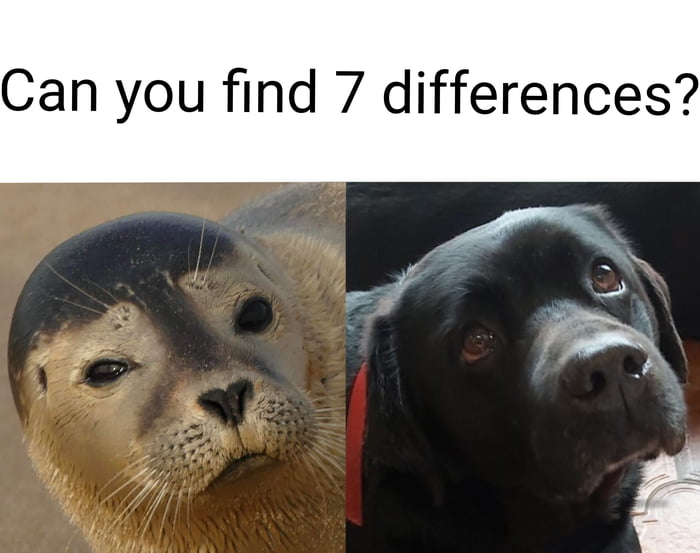 Sea Doggo, Land Doggo or simply the same picture twice? 9GAG