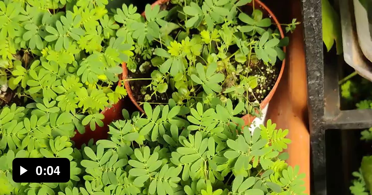 These cool little plants get scared when you touch them. 9GAG