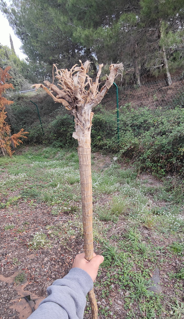 I found a cool stick 9GAG