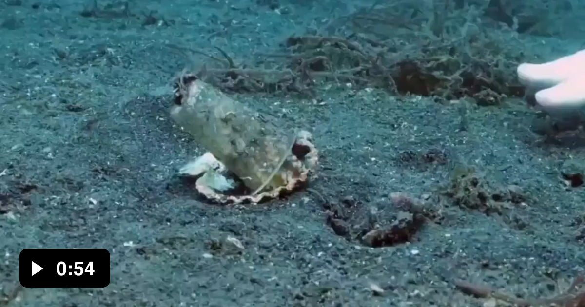 Diver helps octopus trade garbage for a shell - 9GAG