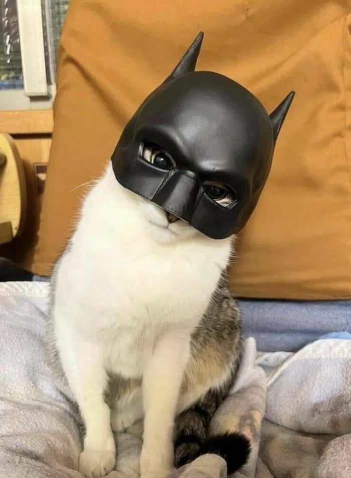 Im catman! - 9GAG