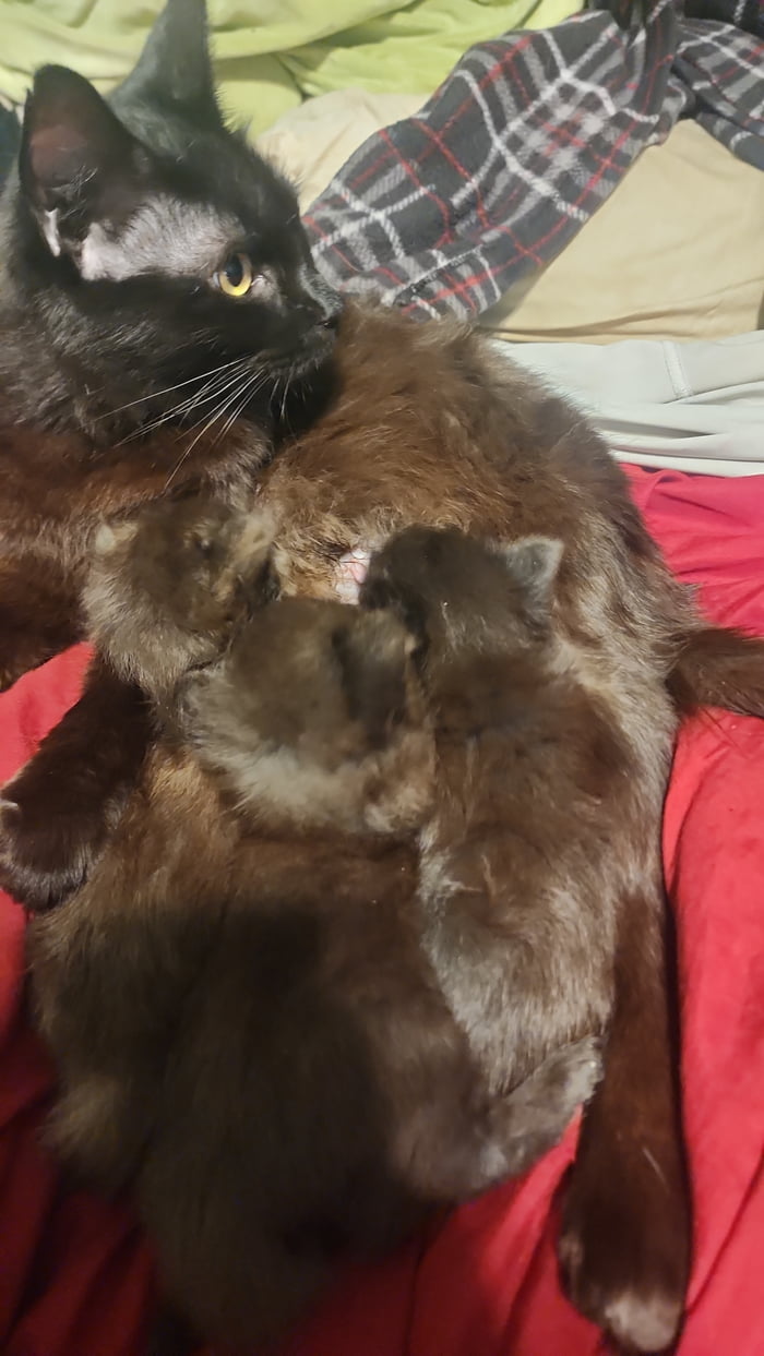 Smol Babys And Mama 9GAG