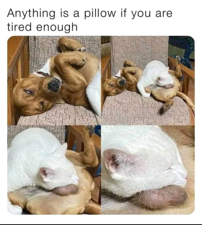 A sensitive pillow - 9GAG