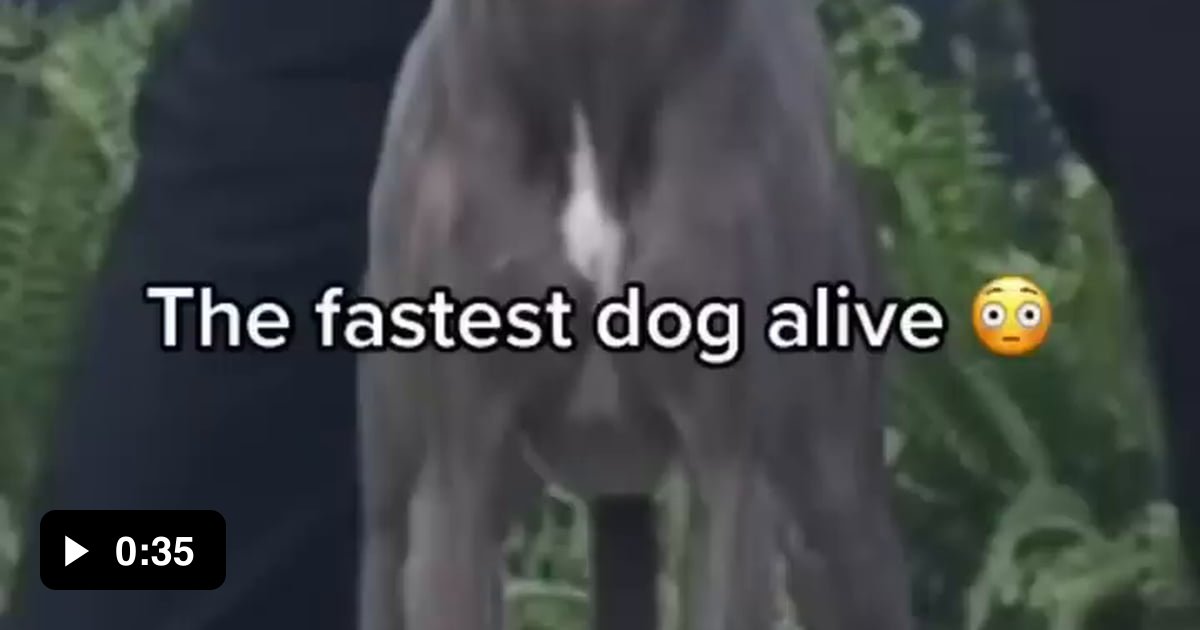 This Is What A Dog Running At 55km h Looks Like 9GAG
