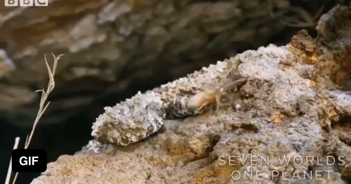 Look closely... that is not a spider. The spider-tailed horned viper ...