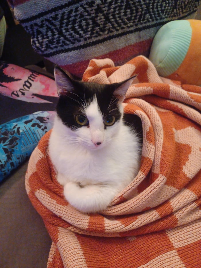 Luna Is A Runt In A Purrito 9GAG