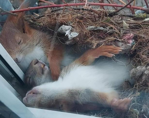 Sleeping Squirrels in their nest on someones window ledge. - 9GAG