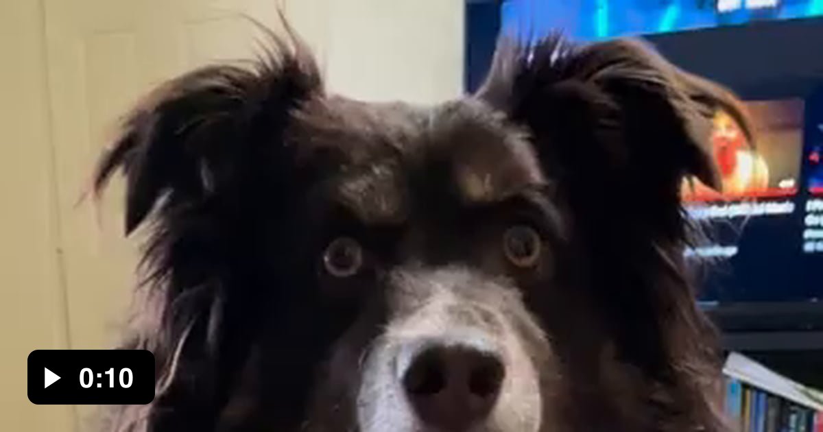 Learning how to growl on command 9GAG