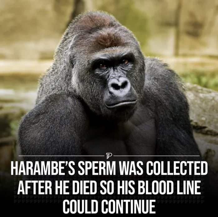 Jesus Died For Our Sins Harambe Died For Our Memes 9GAG jesus-died-for-our-sins-harambe-died-for-our-memes-9gag