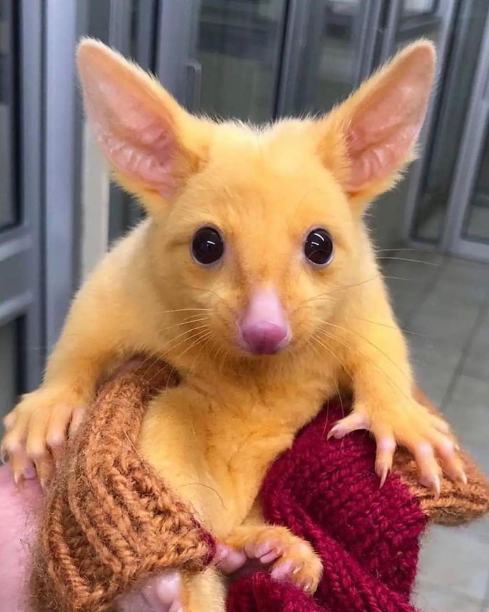 Very Rare orange opossum 9GAG