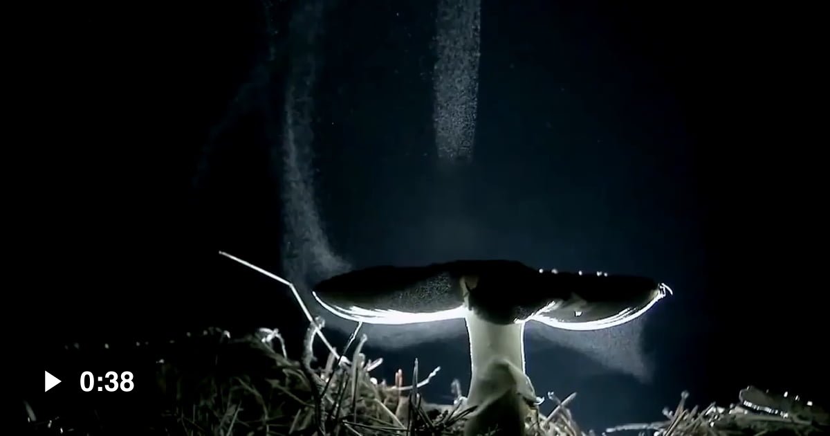 Грибница состоит из тонких нитей гиф. Какие грибы состоят из гиф. Какие грибы состоят из гиф. Веселый гриб. Гиф гриба.