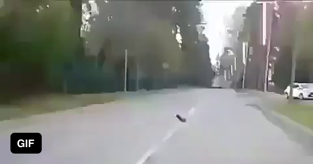 Magpie helps scared hedgehog cross the road - 9GAG