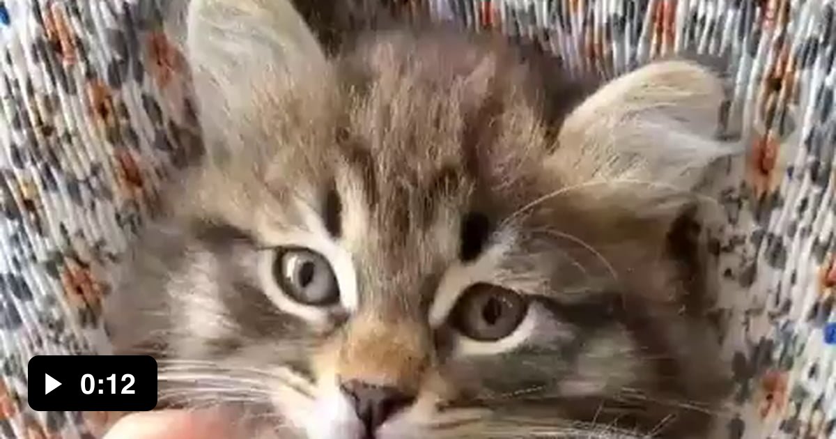 cute-kitty-paws-9gag