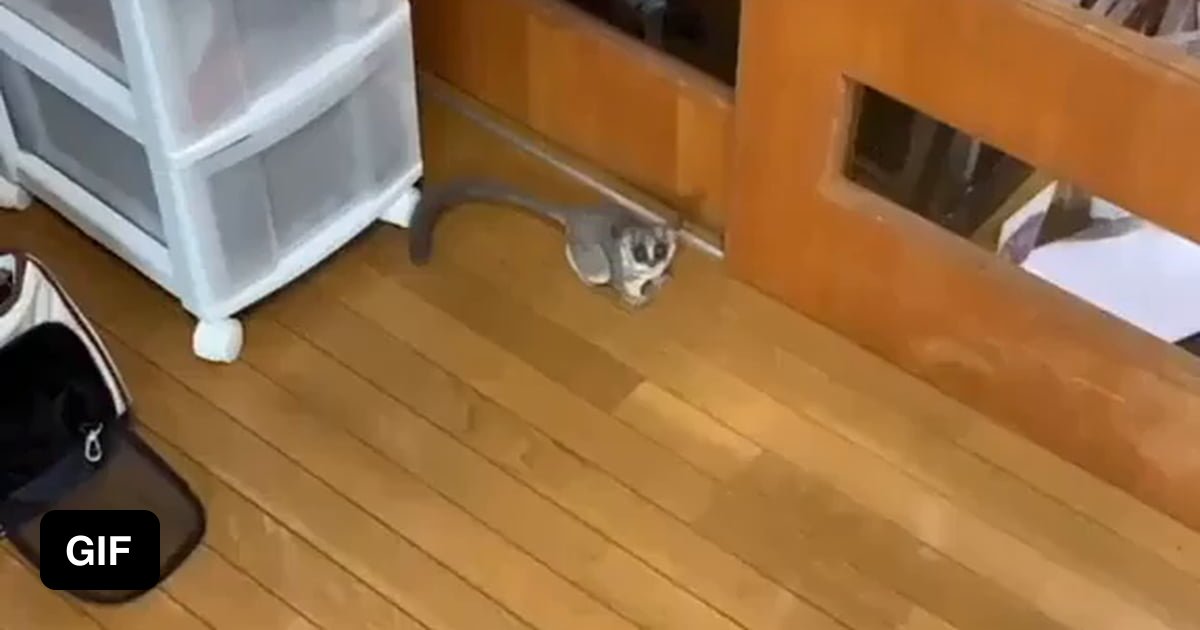 Bush baby jumping for treat 9GAG