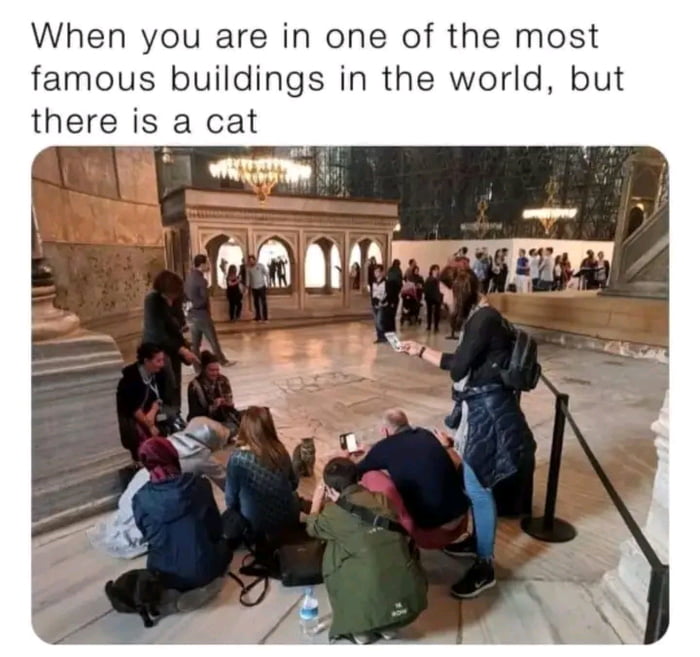 Why Do Cats Steal Your Spot at Elizabeth Pierce blog