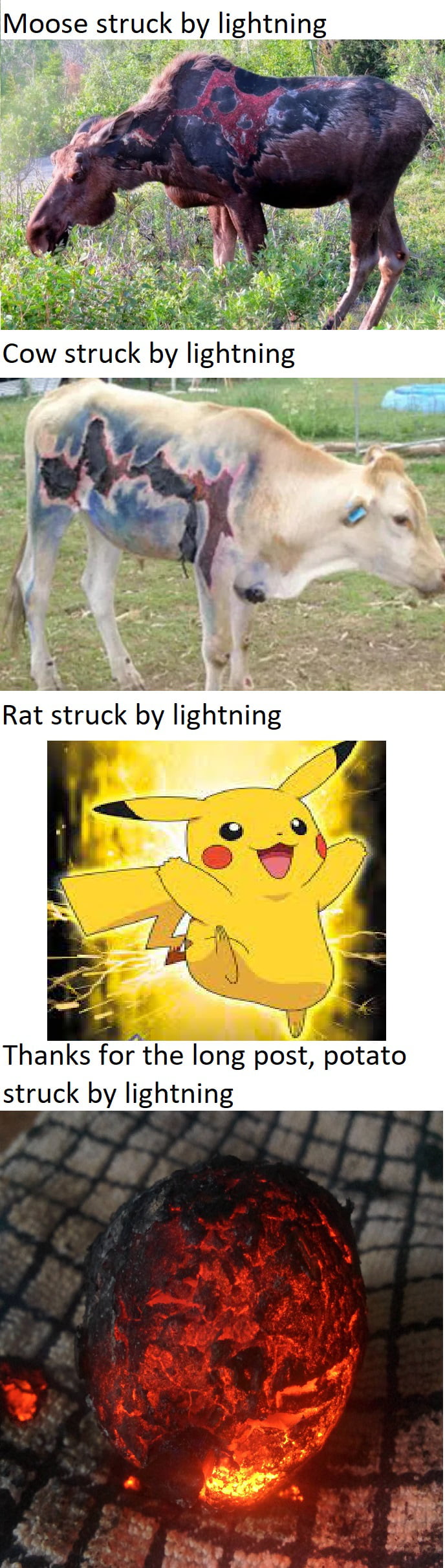 Diffrent animals struck by lightning 9GAG