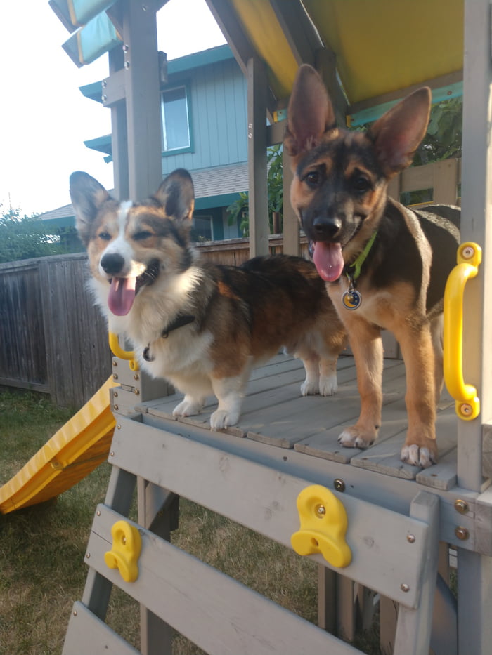 A Good Boy and a Good Girl 9GAG