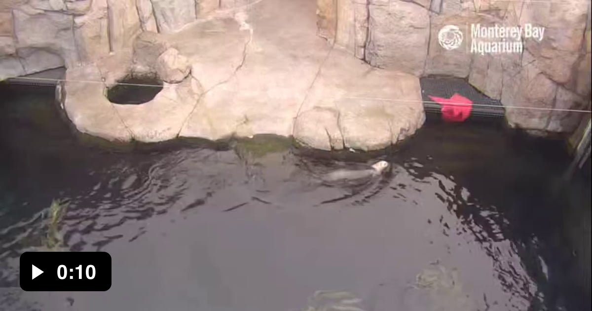 Managed to capture this moment from the Monterey Bay aquarium live