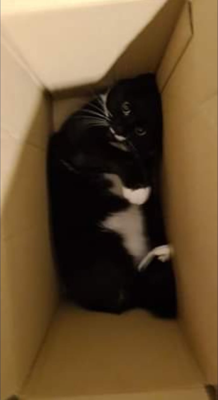 Why do cats like box's so much? 9GAG