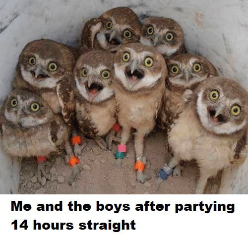 owl-gang-be-like-9gag