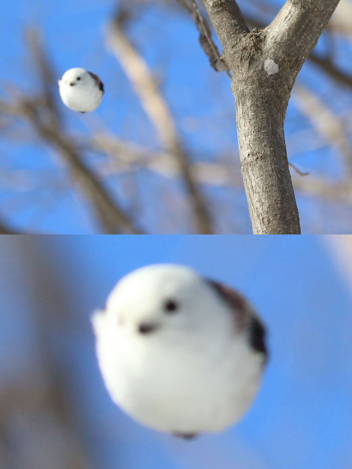 this-mid-air-shot-of-a-bird-looks-like-a-flying-snowball-9gag