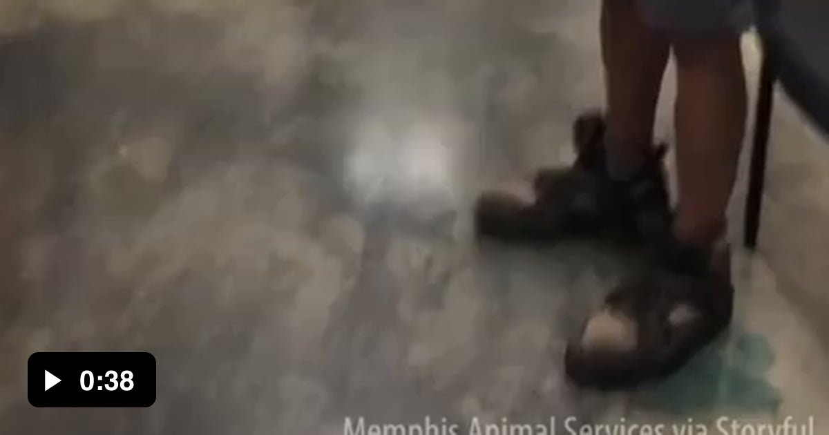 Homeless man reunited with lost dog - 9GAG