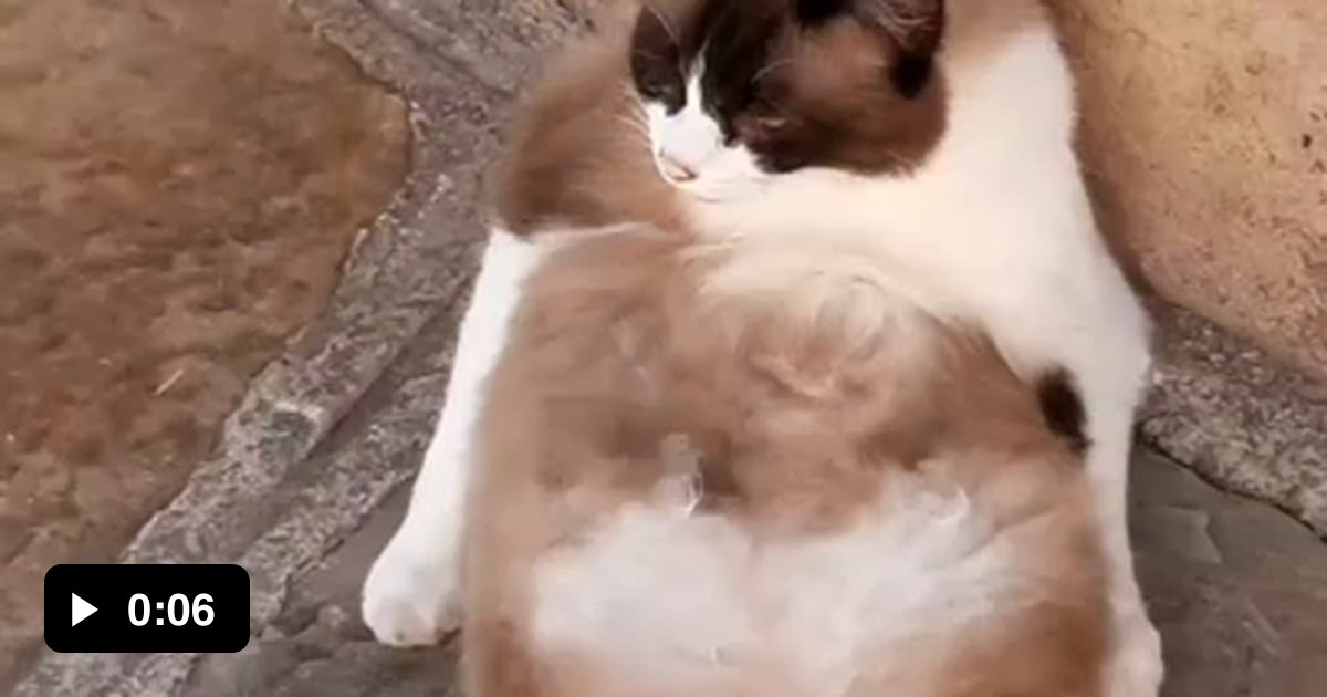 Just a cat taking a chill pill 9GAG