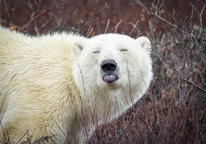 Just a bear sticking his tongue out - 9GAG