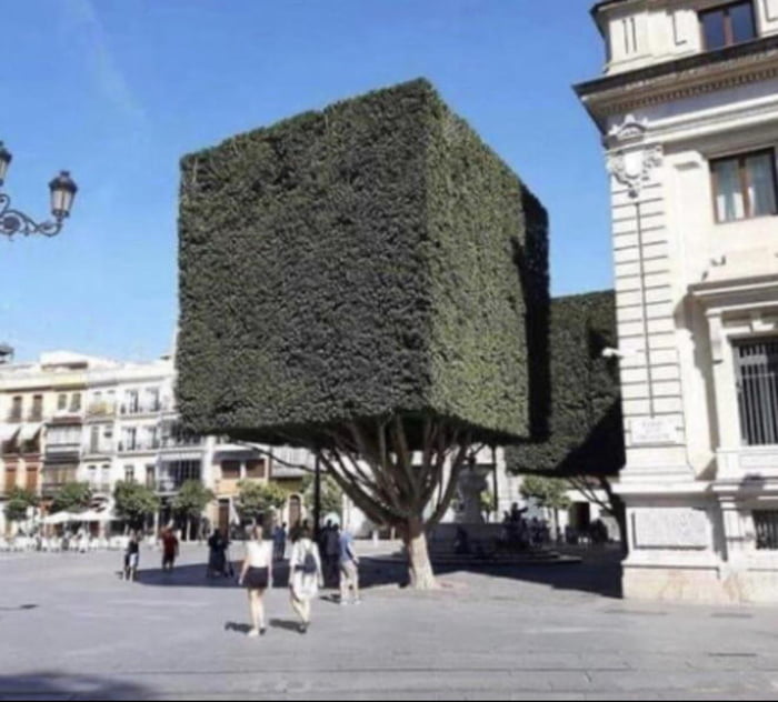 A cube shaped tree 9GAG
