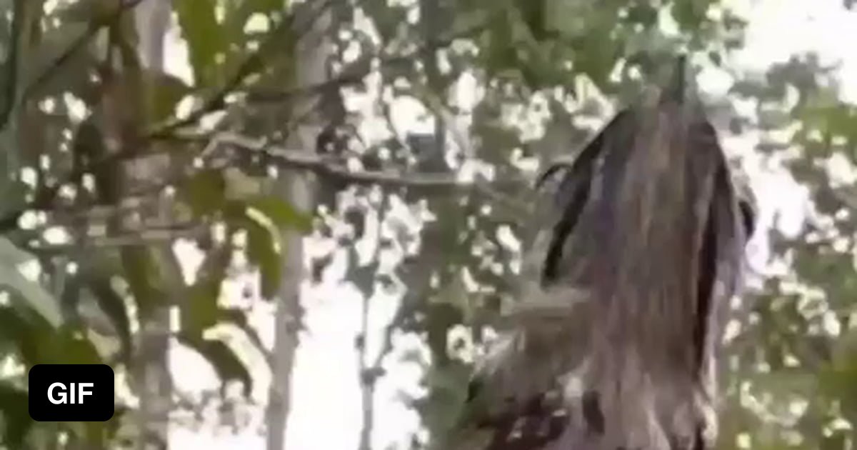 Patoo Raptors Amazing Potoo birds tree camouflage!! - 9GAG