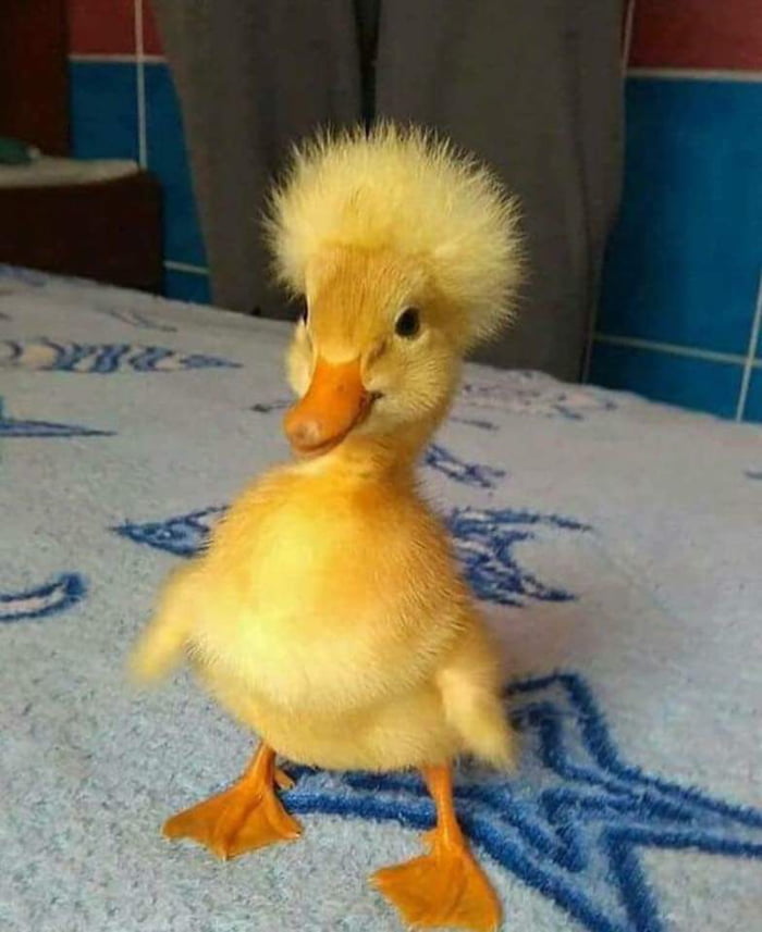 the-cutest-little-duck-9gag