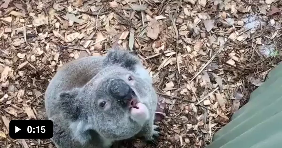 The sound a Koala actually makes. - 9GAG