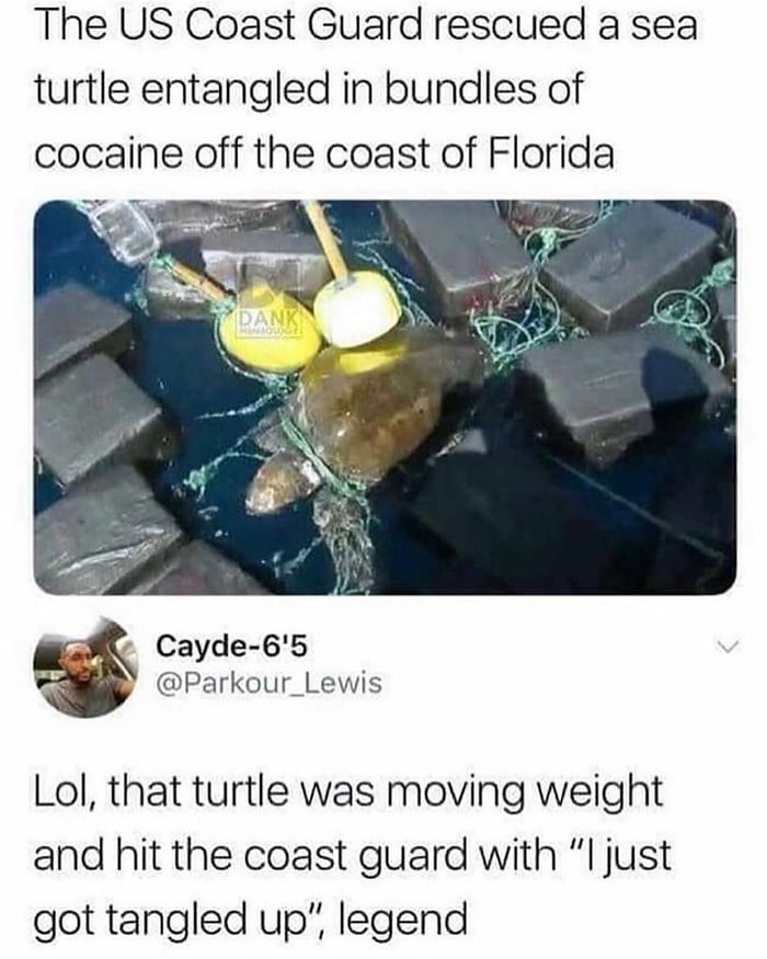Why else do you think turtles are so interested in plastic straws? 9GAG