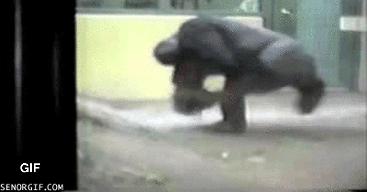 This Gorilla Knows How To Break Dance 9gag