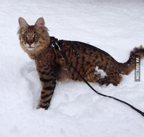 Long Haired Savannah Cat Temperament Of A Dog Who Cares It S