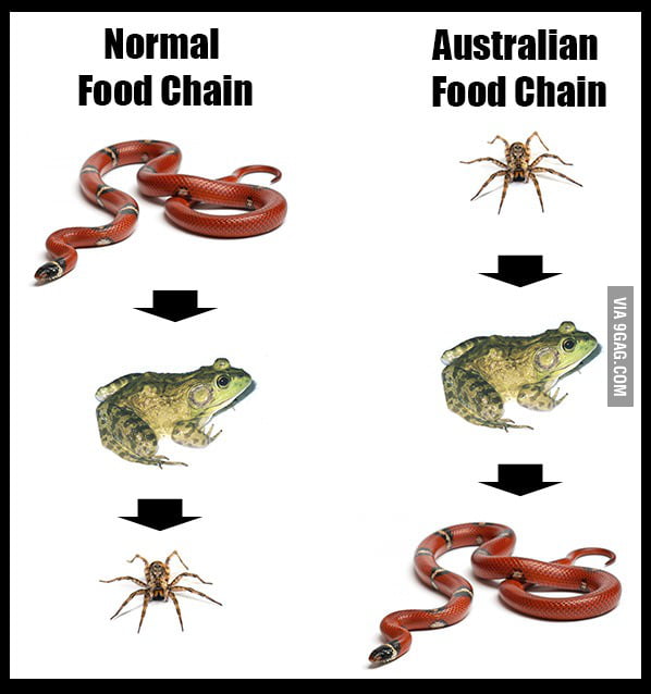 australian-food-chain-9gag