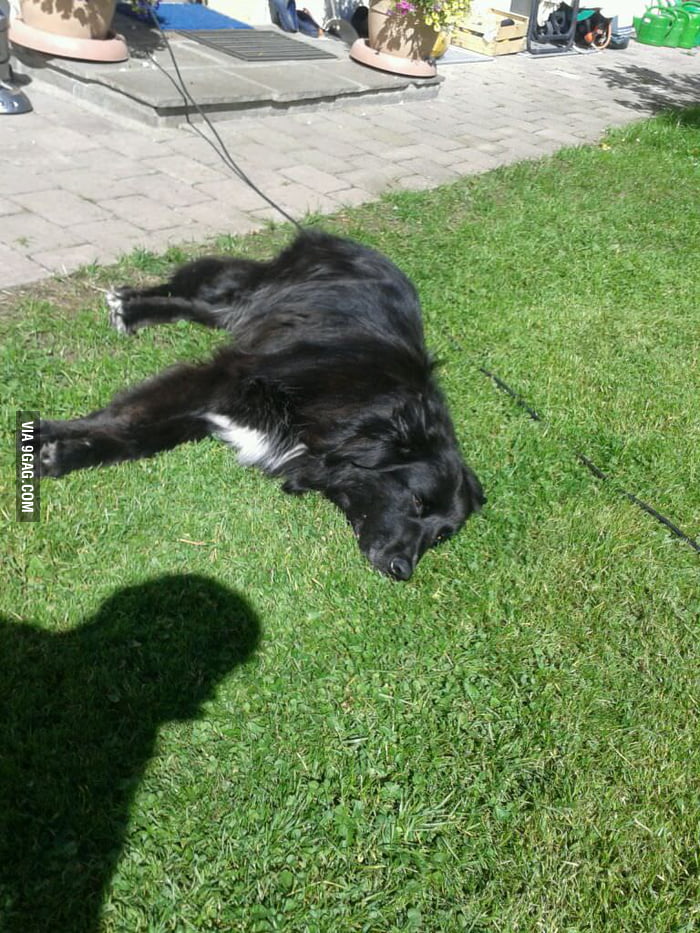 My dog in the fresh mowed grass. he does it everytime - 9GAG