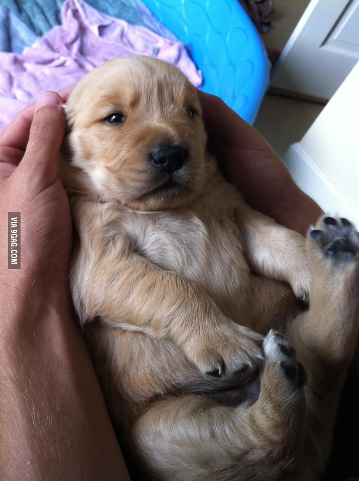 2-week-old-golden-waking-up-from-a-nap-in-my-arms-i-am-in-love-9gag