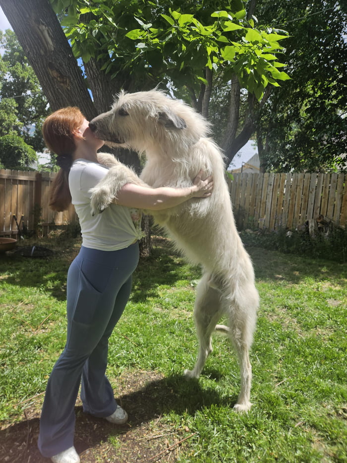 having-an-irish-wolfhound-makes-big-dogs-feel-little-9gag