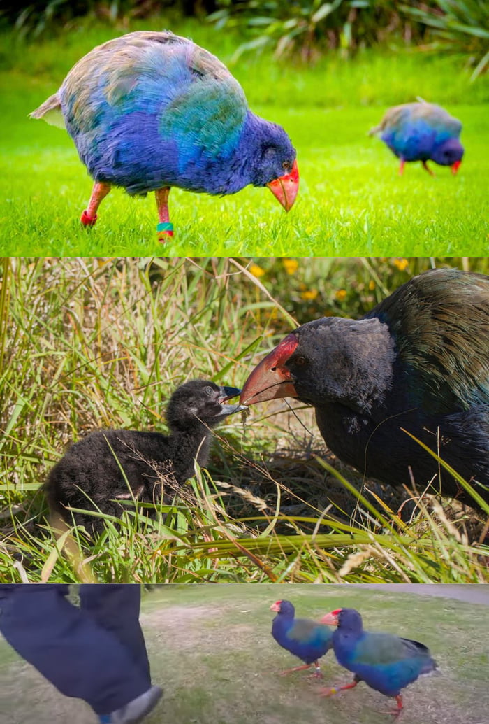 Earth-shaped bird, the takahē bird (Porphyrio hochstetteri), was driven