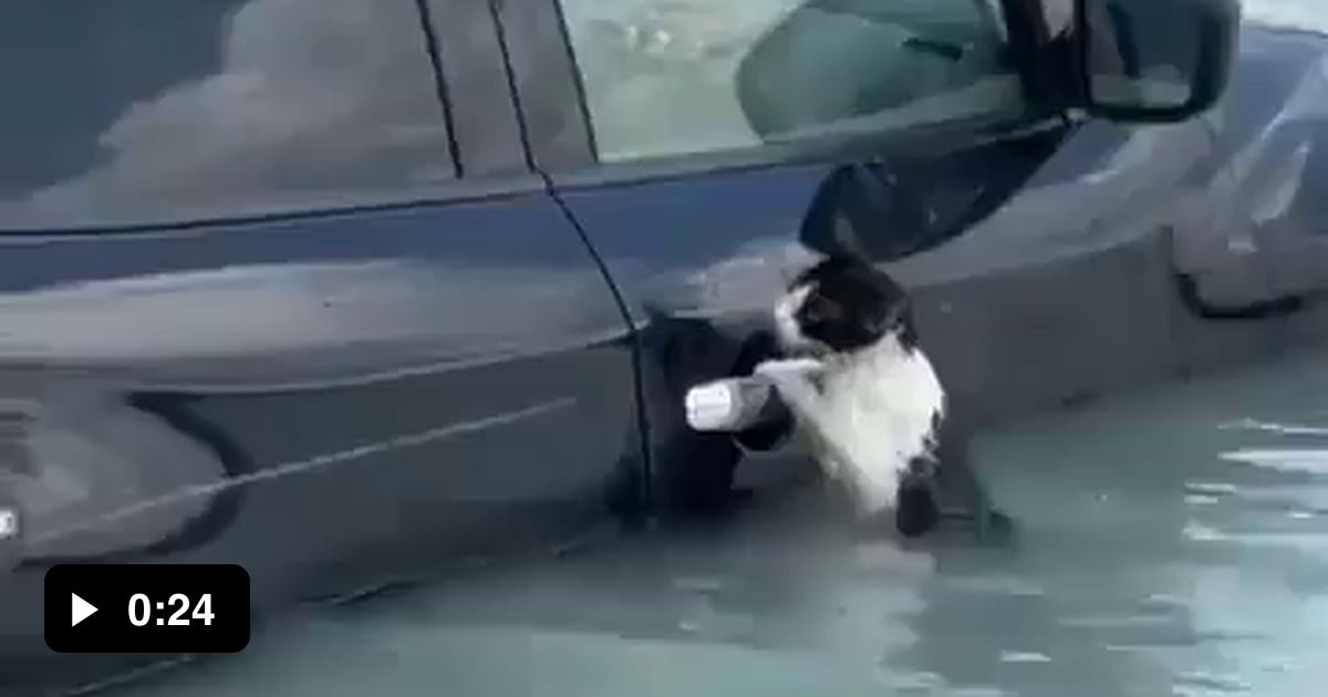 Stranded Cat Saving a stranded cat after the flash floods that hit Dubai ...