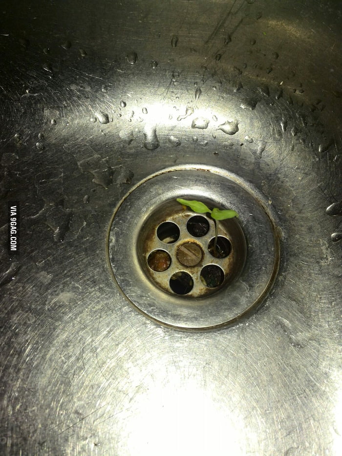 So there is growing something in my sink... 9GAG