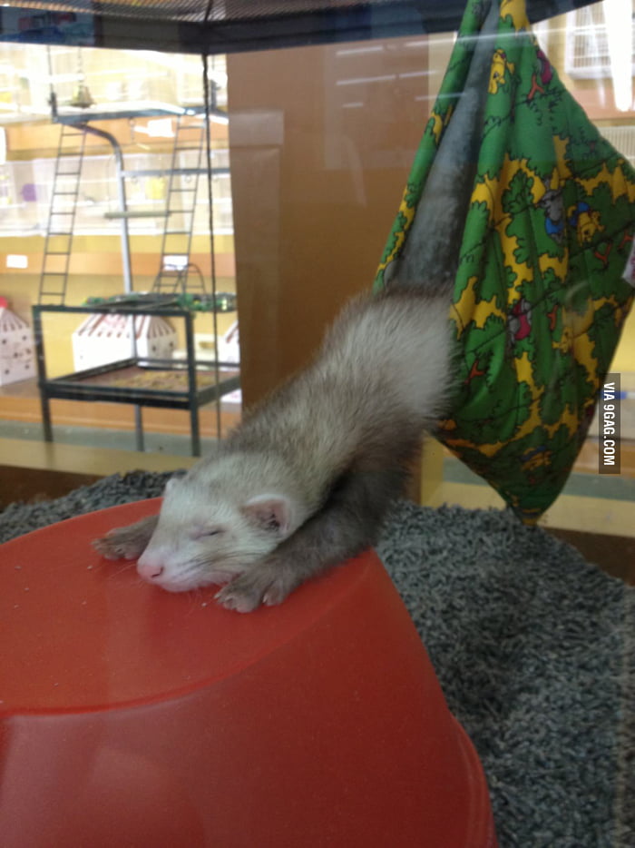 Most comfortable ferret in the world 9GAG
