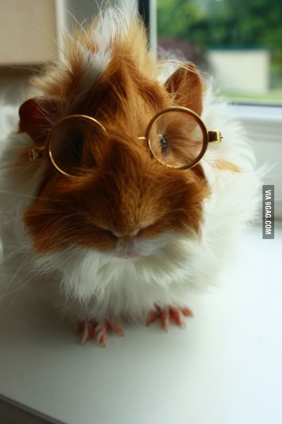 Guinea Pig With Glasses 9gag