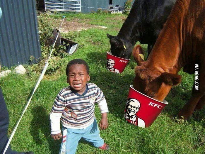 Cow eat kfc 9GAG